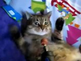 Funny Cats - Compilation! Funny Cat Videos! Youtube Funny Cat-copypasteads.com