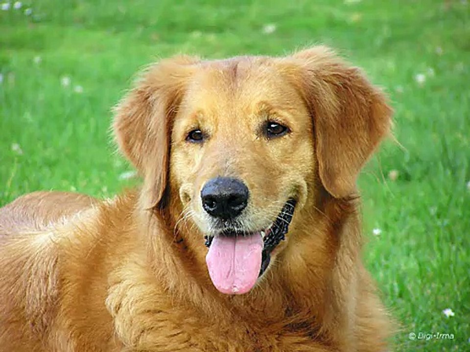 Windows XP Startup Dog