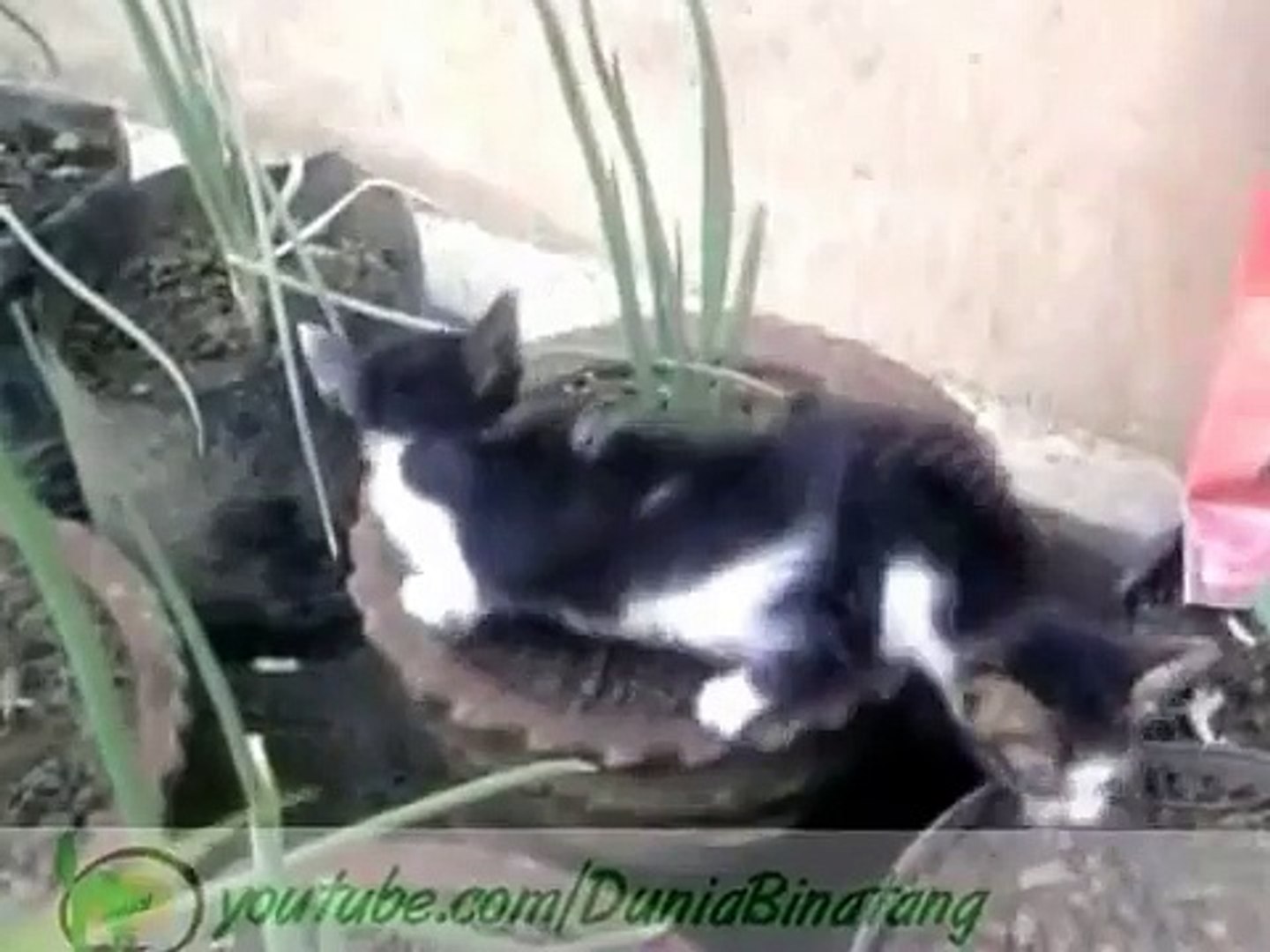 ⁣Funny Cats _ Funny Cats - Funny Cat Videos, Happy Cat diary-copypasteads.com