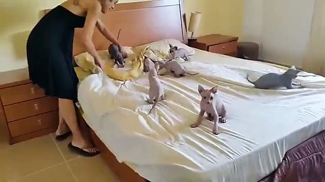 Des bébés sphynx aident leur maîtresse à faire le lit