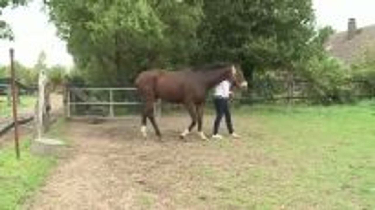 Leading the Horse on the Pasture