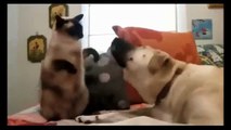 Funny Cats And Dogs - Cute Dogs and Cats Video-copypasteads.com