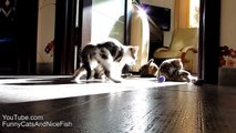 Funny Cats Compilation of fighting dancing Kittens
