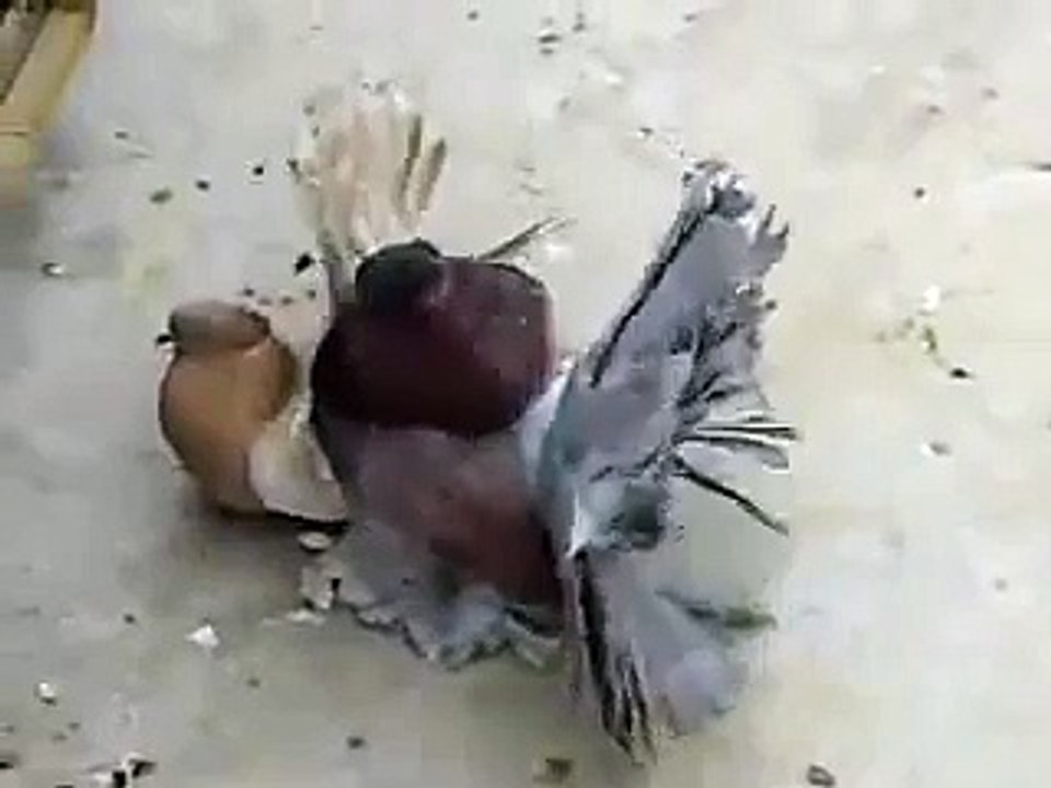 طريقه تزاوج الحمام