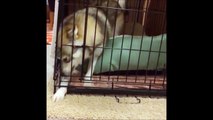 Alaskan Klee Kai cries failing to grab his food trough his cage - So adorable dog