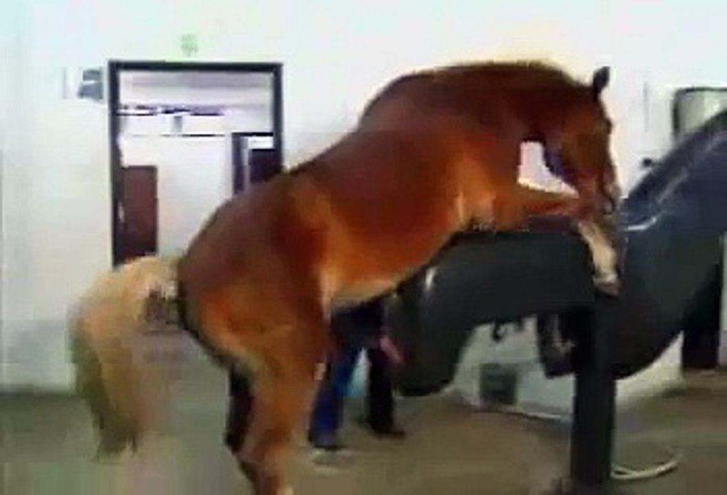 horse