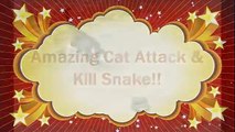 Cat vs Snake - Amazing Cat Attack & Kill Snake