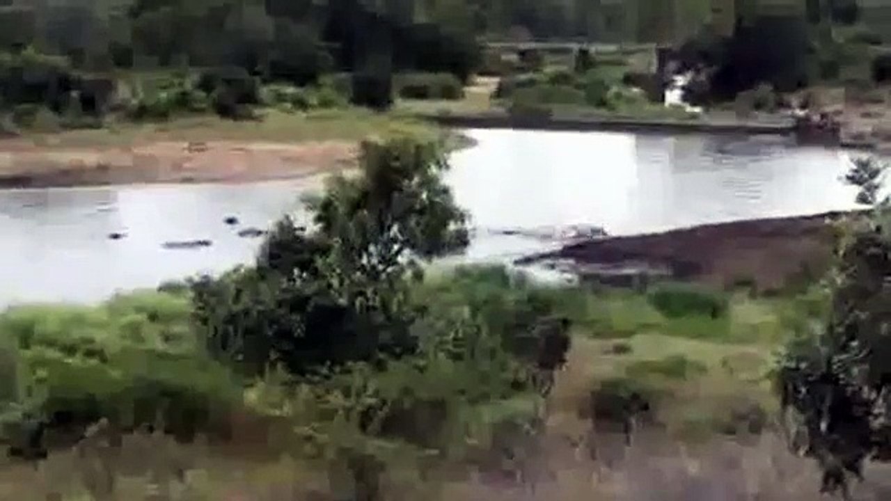 Hippos Save a Zebra After Crocodile Attack