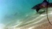 Swimming with Leopard Sharks - LA Jolla - Sep 2013
