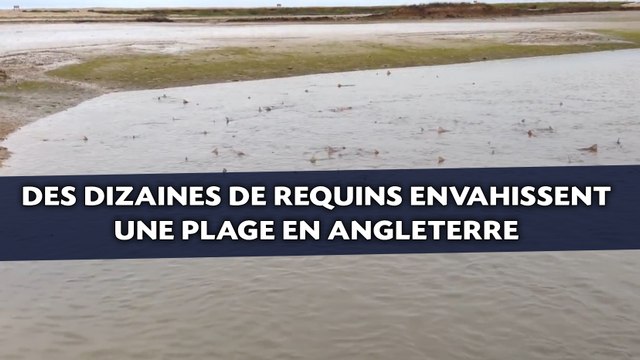 Des dizaines de requins envahissent une plage en Angleterre