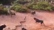 Huge King Cobra Vs Pack of Domestic Dogs