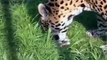Lion vs Jaguar ,Animal Attacks in Zoo # DOCUMENTARY