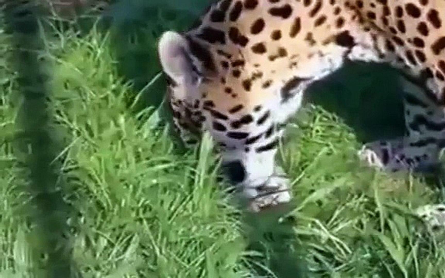 ⁣Lion vs Jaguar ,Animal Attacks in Zoo # DOCUMENTARY