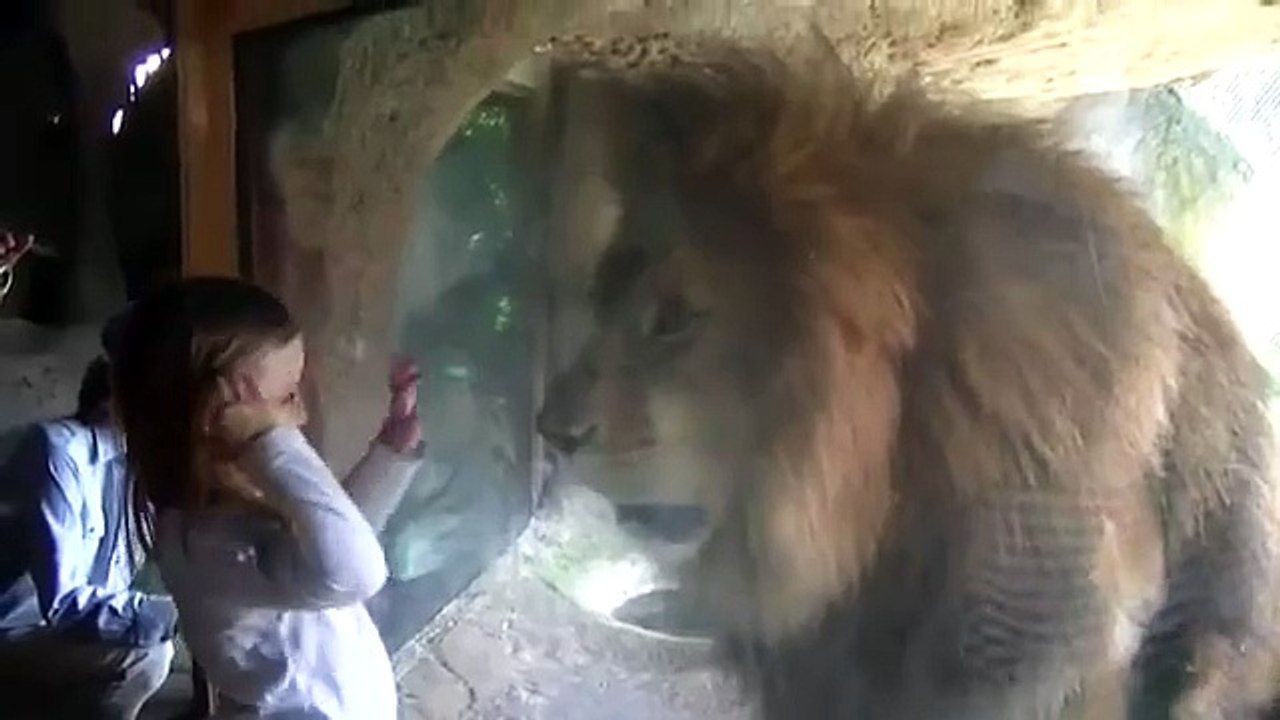 اسد يهاجم فتاه صغيرة  _ Lion attacks young girl, but the glass barrier prevents