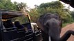 Tusker Elephant in Yala Sri Lanka Approaches Safari Jeep with Tourists Looking for Food