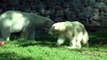 Ijsbeer Sesi und ihr Bruder Eisbär Siku zusammen mit ihrer Familie im Ouwehands Dierenpark  Rhenen