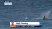 Un surfeur attaqué par un requin en pleine compétition
