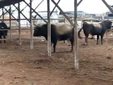 centro de engorde  : toros cajamarca inicio 1era semana