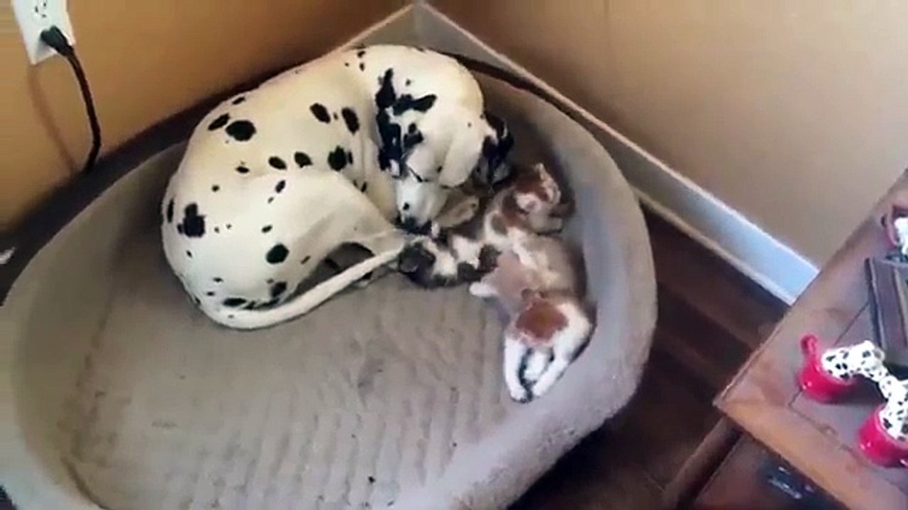 Une mère dalmatien adopte des chatons