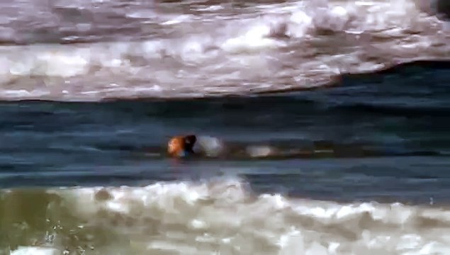 Sörfçü Mick Fanning'e köpek balığı saldırdı!