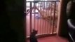 A gassy cat epicly FAILS jumping over a baby safety gate lol