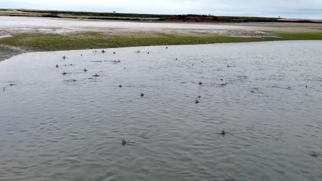 Un banc de 50 requins nage en angleterre