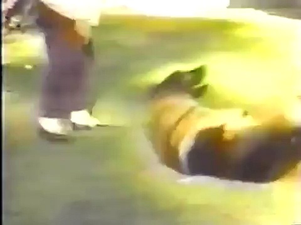 Ame animale : Deux chiens sauvent un inconnu de la noyade.