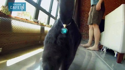 Cet accessoire tranforme le derrière de votre chat en bijou