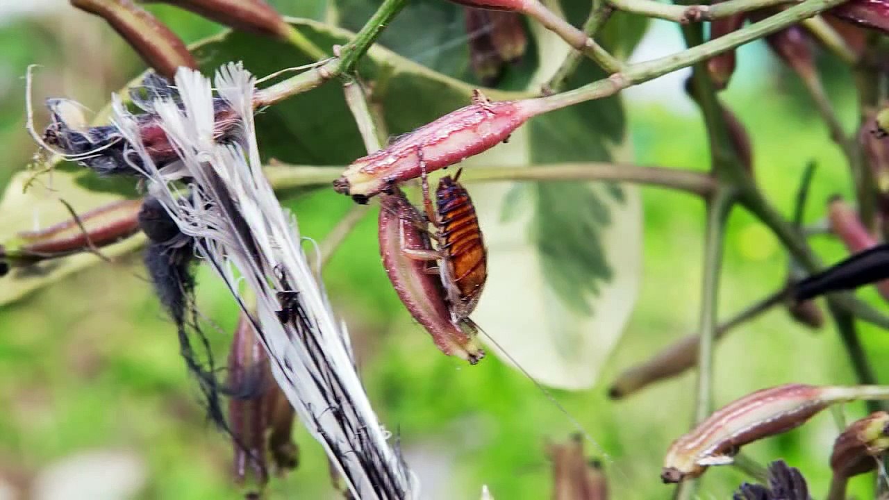 The Deadly Bird Catcher Tree (Parapara)