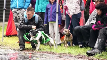 Staffie Athletics Czech Republic (Staffi Den)