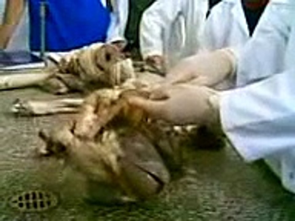 Anatomia Veterinaria CORAZON