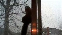 Squirrel Climbs and jumps on door wanting walnuts!