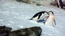 Fighting Of Chinstrap Penguins