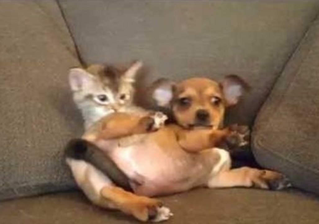 Adorable Puppy and Kitten Play Fight for a Spot on the Couch