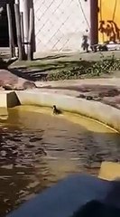Hippos help duckling escape from pond in zoo