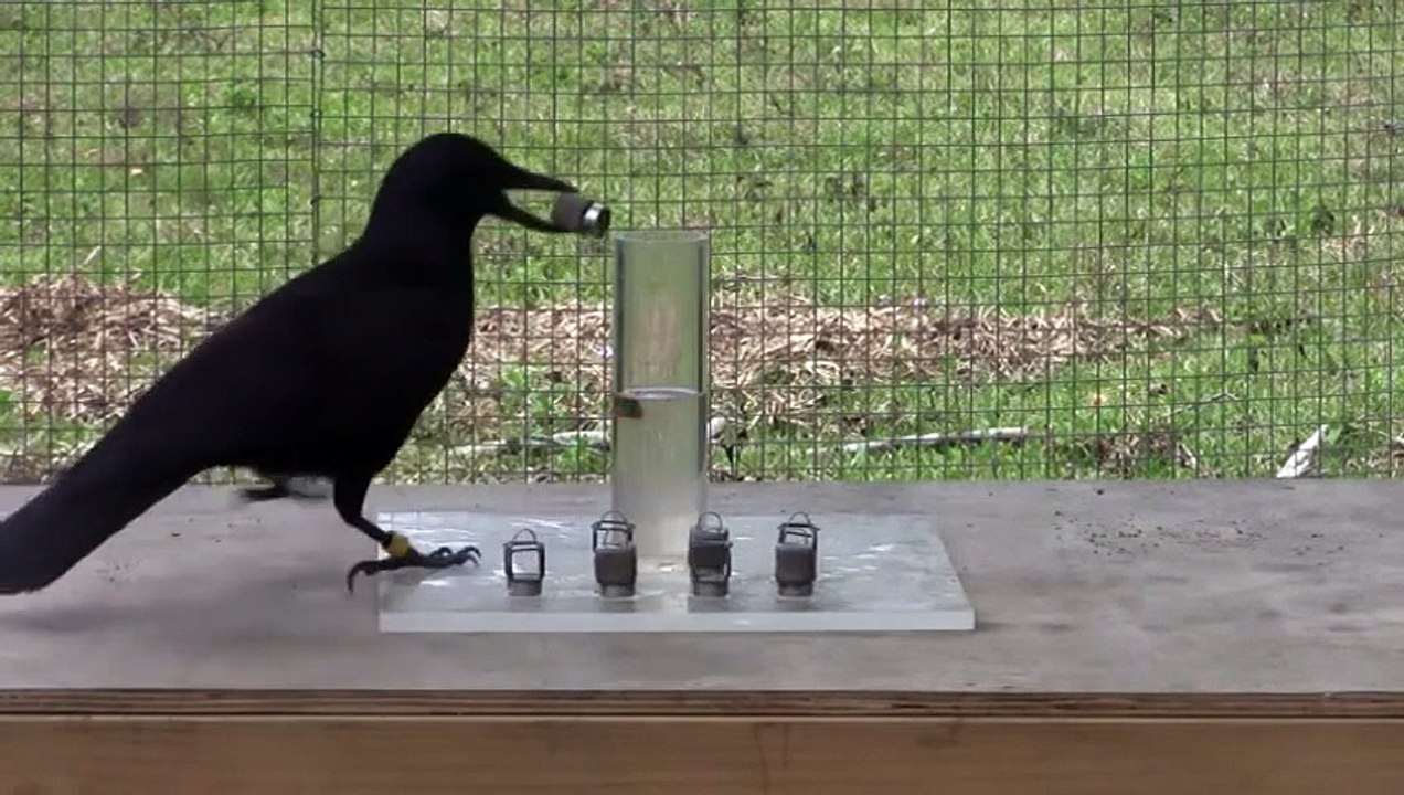 Diese KRÄHE ist schlauer als so mancher Mensch ◄◄◄ (480p)