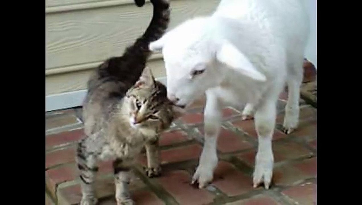 Katze und Lamm sind beste Freunde _ Freunde fürs Leben ◄◄◄ (480p)