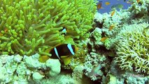 Diving in Red Sea. Yanbu, Saudi Arabia (HD 720p) - رحلة غوص - ينبع - السعودية