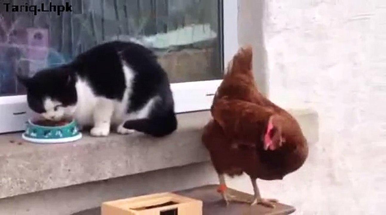 CAT FOOD