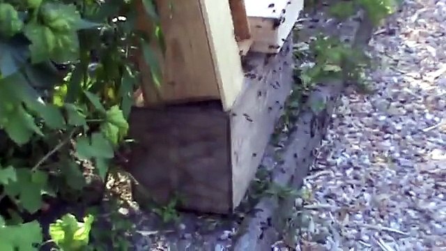 expérience 'attirer les abeilles' : experience to attract the bees'