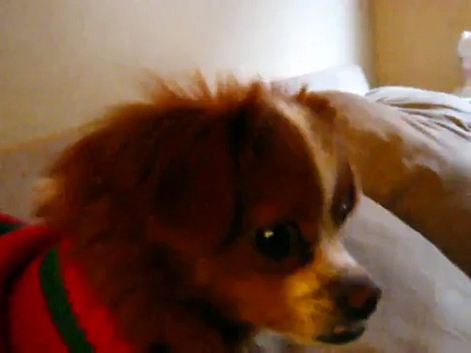 Precious on Thanksgiving