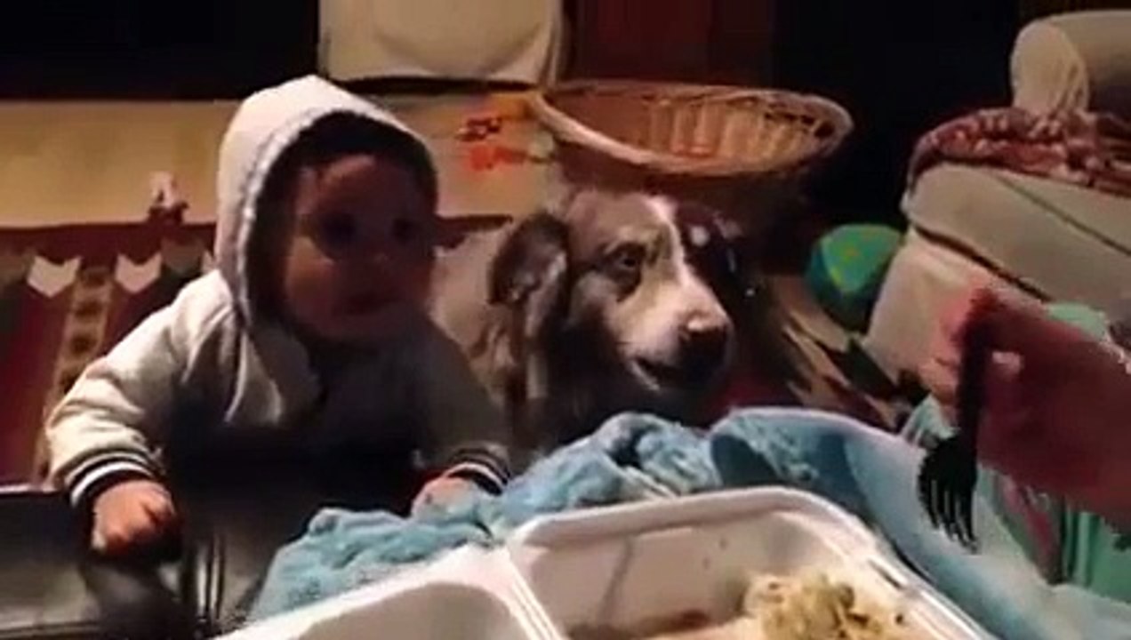 "L'intelligence" animale a parlé face à celle du bébé