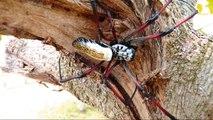 Madagascar - Araignées