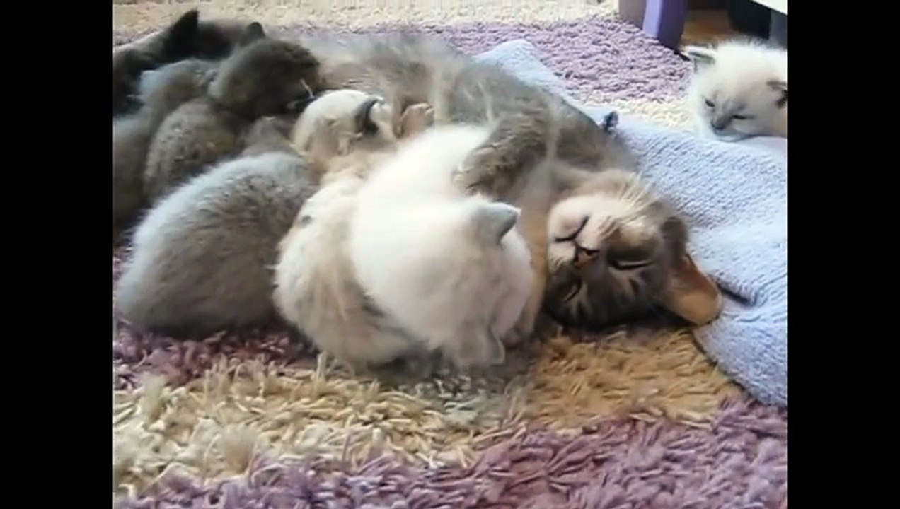 Süße 3 wochenalte Babykatze umarmt und knutscht Mammakatze ◄◄◄