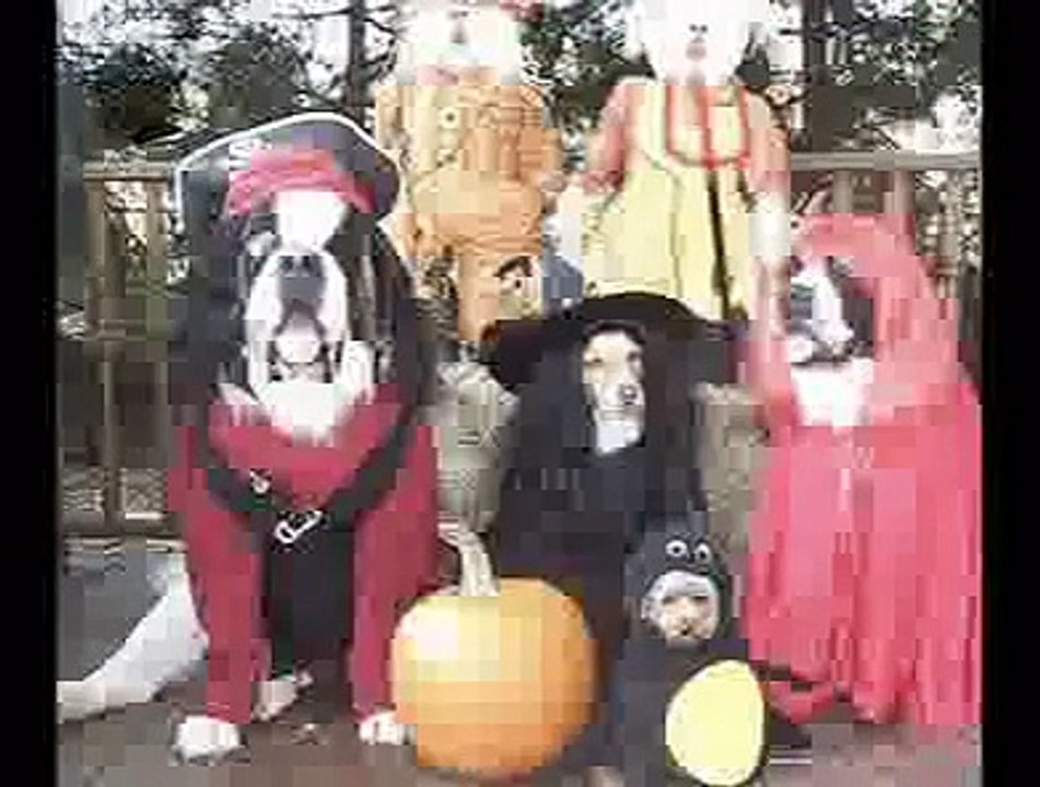 Halloween Pet Slide Show