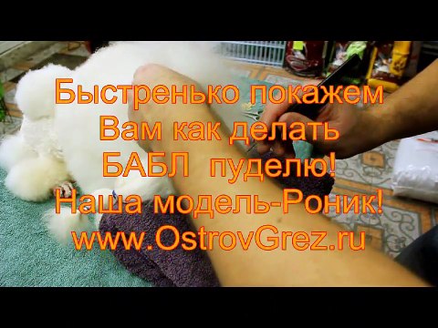 Укладка головы пуделя-бабл