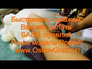 Укладка головы пуделя-бабл