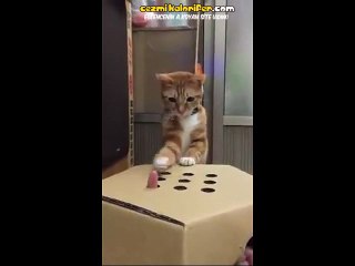 Delikli Kutu İle Kedi Ayar Etmece