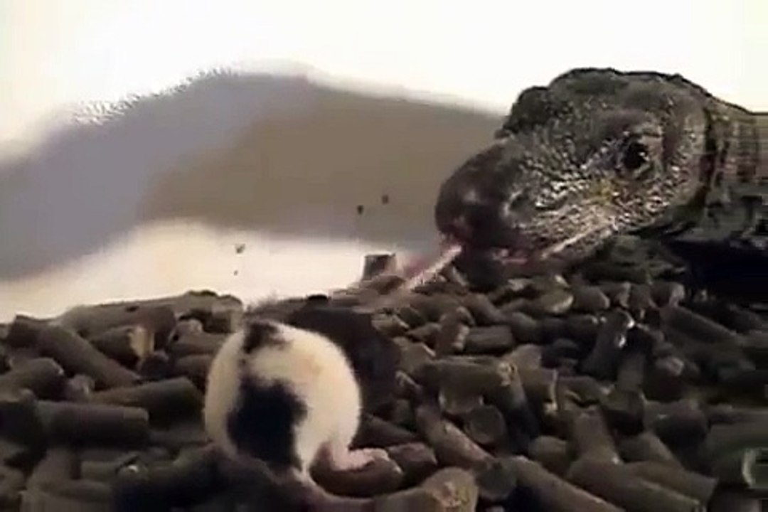 Crocodile Monitor Eats Rat