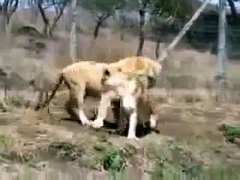 Lions Fight Lioness vs Lion Animal Fights, Animal Attacks, Funny Animal HD